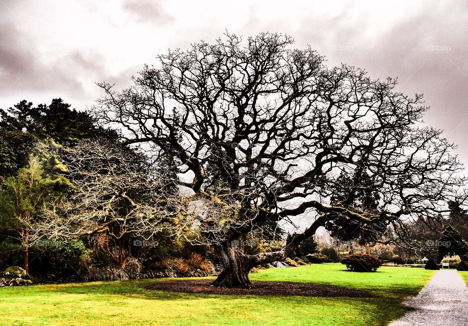 Tree of Life. Old tree in the grounds of Muckross House, Killarney, Ireland