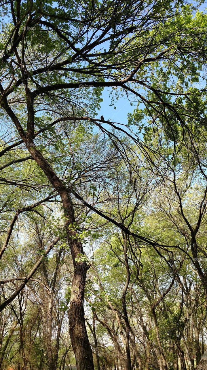 Sunlight Bearing down on the woods