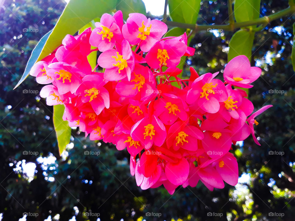 Pink & yellow Flower growing in summer season, green leaves and trees at the background.
