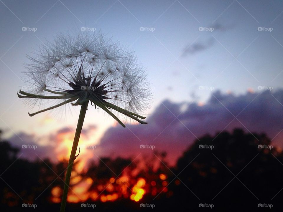 Dandelion sunset