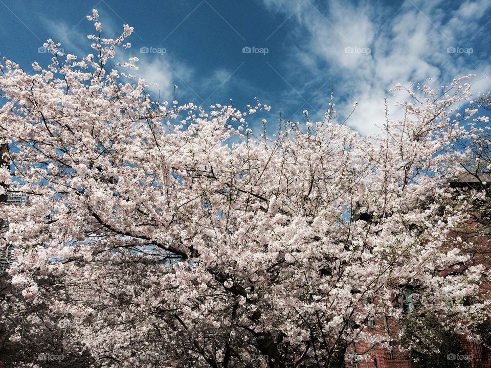 Spring blossoms. Pink blossom spring sky delicate fragrant sweet