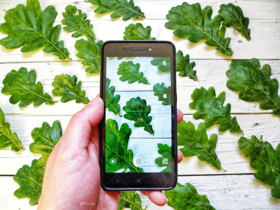 green oak leaves and smartphone