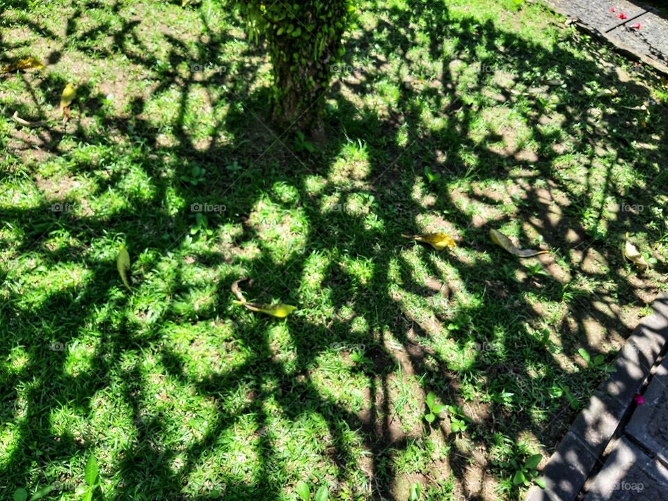 The shadow of a branches