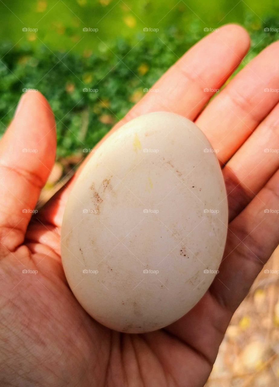 An egg