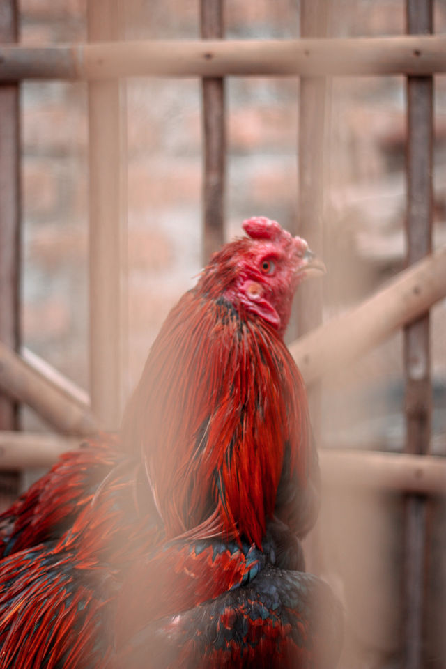 Foapcom Ayam Kampung Images Pictures And Stock Photos