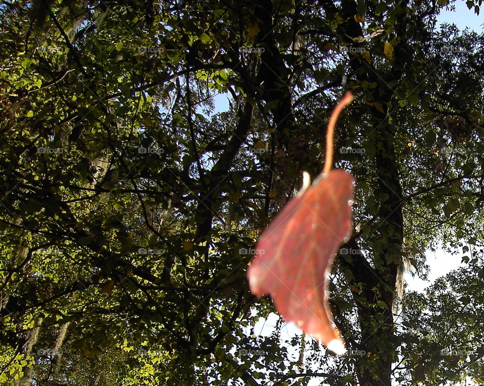 Fall  Leaf Photo Bomb