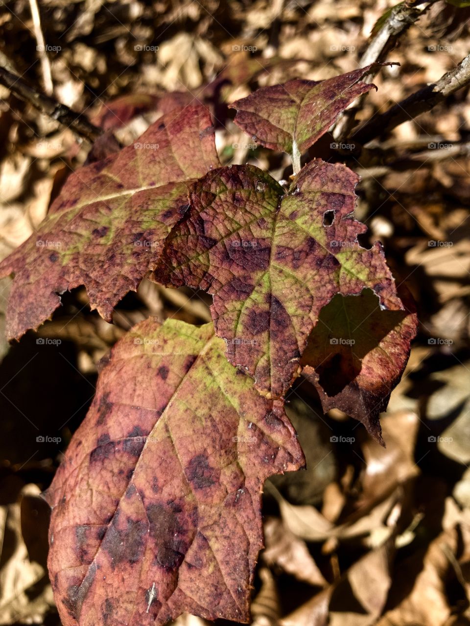 Oak leaf hydrangea in autumn 