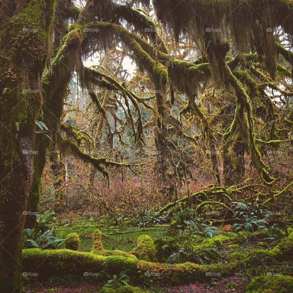 Washington forest 