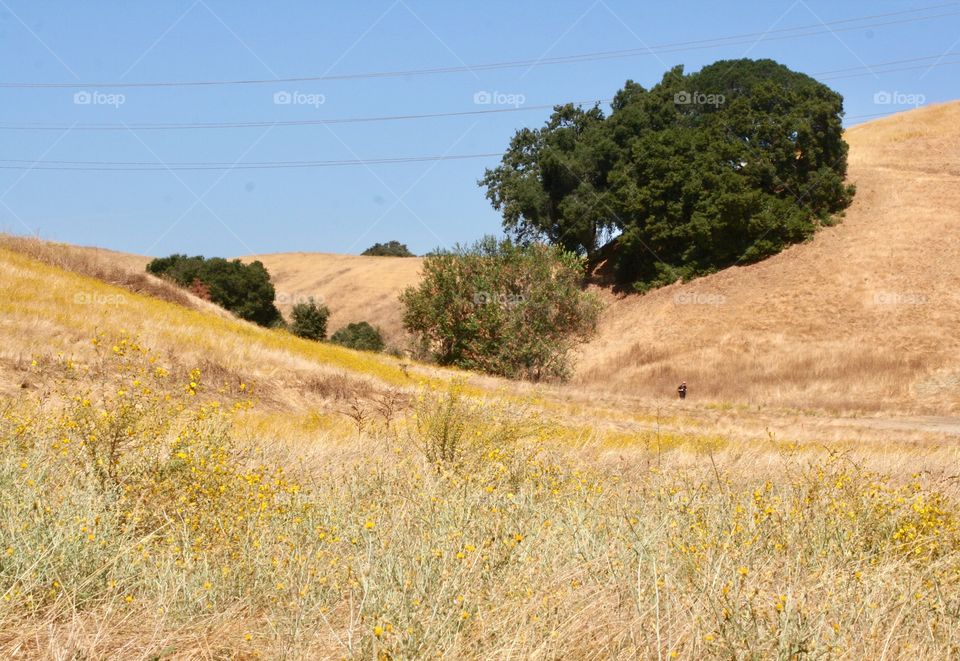 Landscape with dry grass 