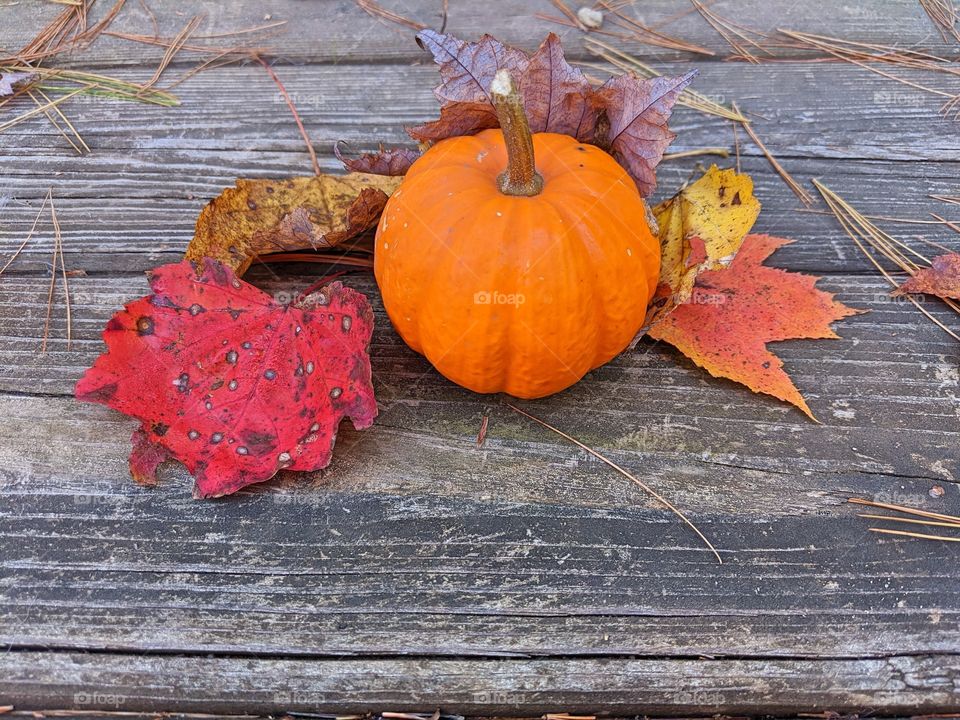 Mini pumpkin among colorful fall leaves