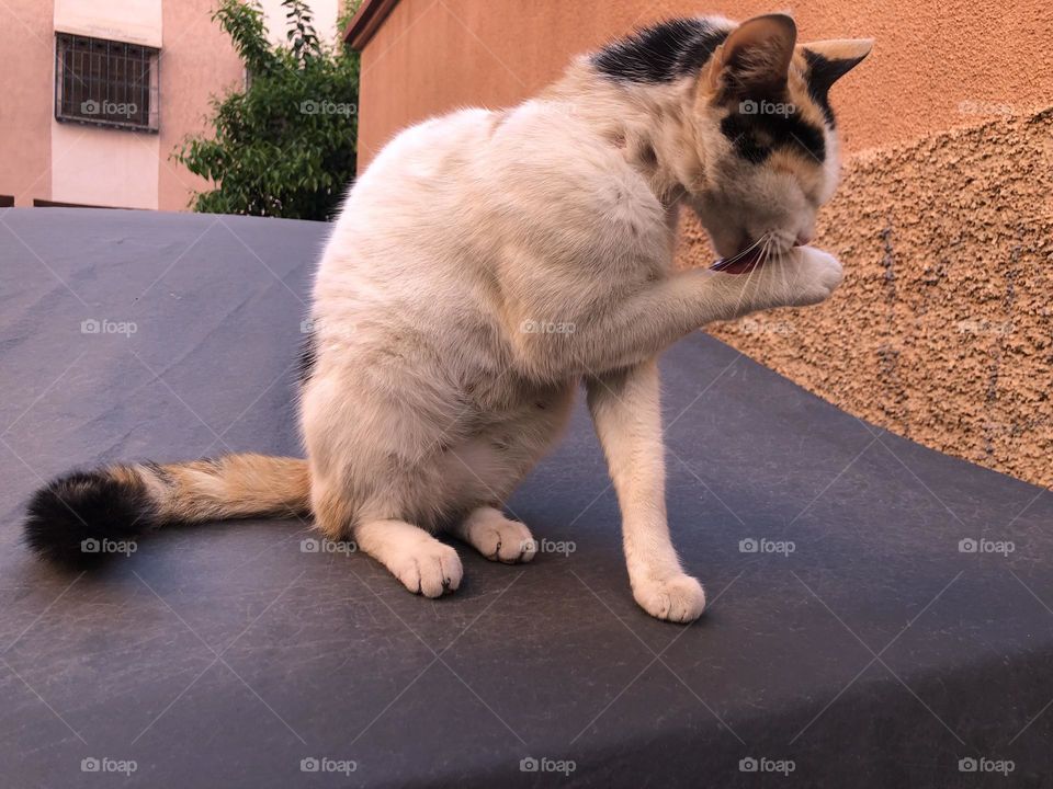 One cat sitting on a car .