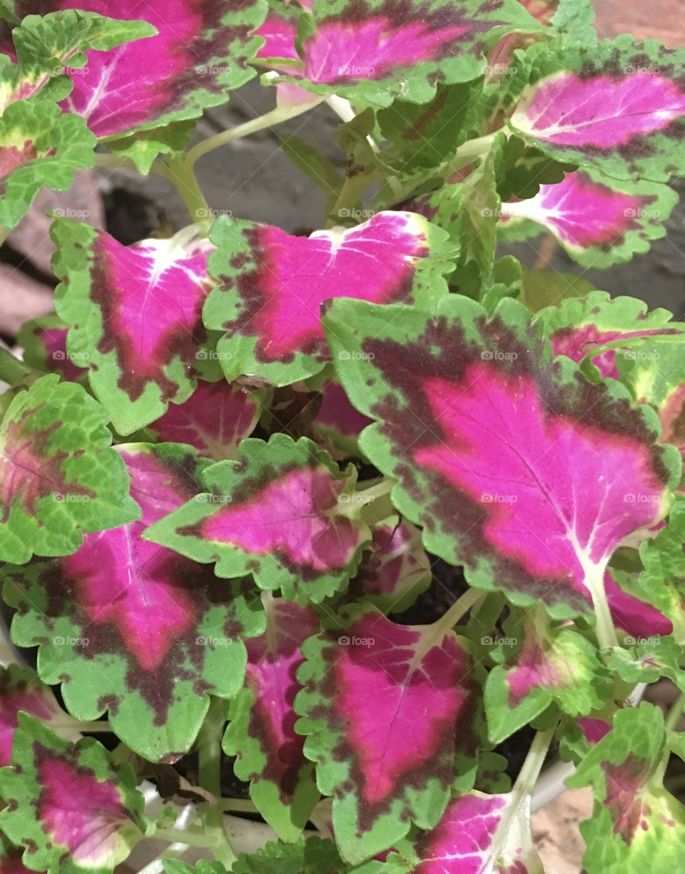 Purple leaves among the greens 