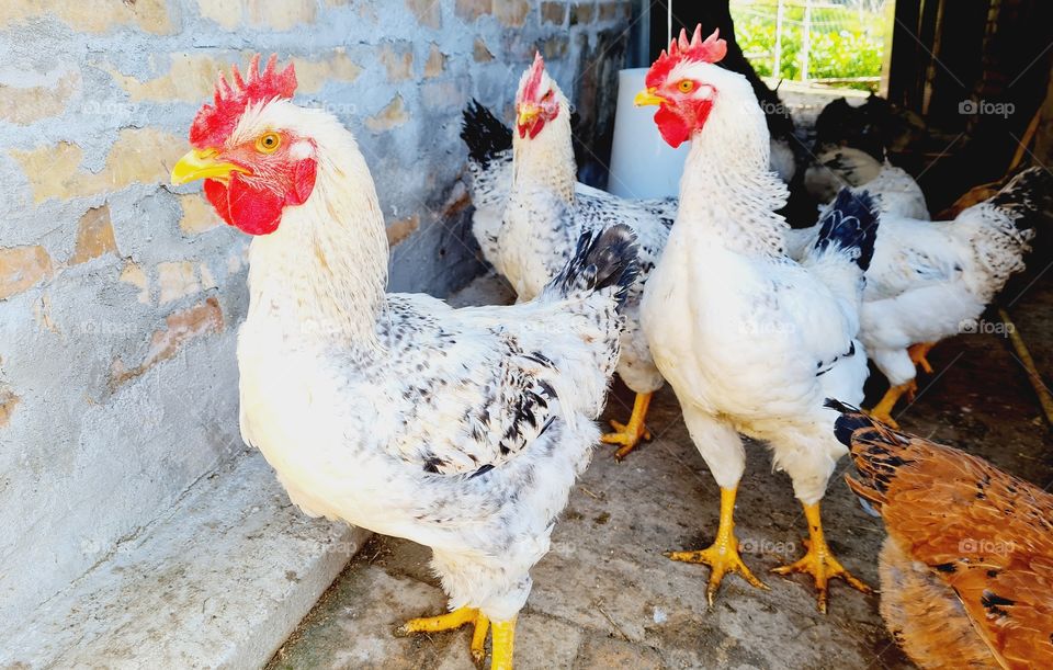 roosters and hens scratch around in the hen house