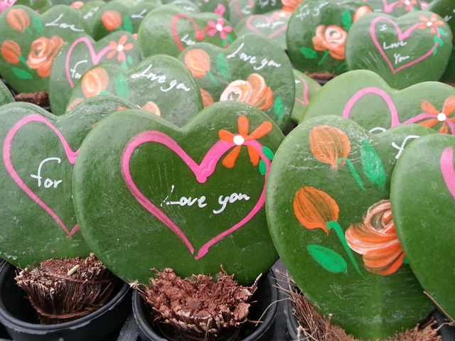 paint cactus