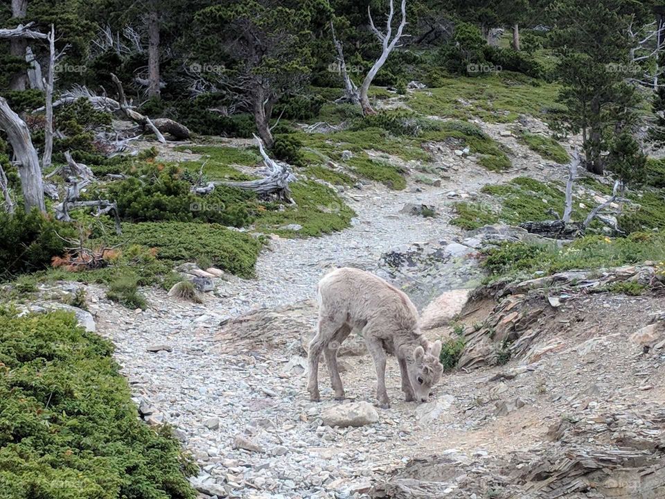 Cute Baby Bighorn Sheep on Scenic Point Hiking Trail in Glacier National Park in Montana