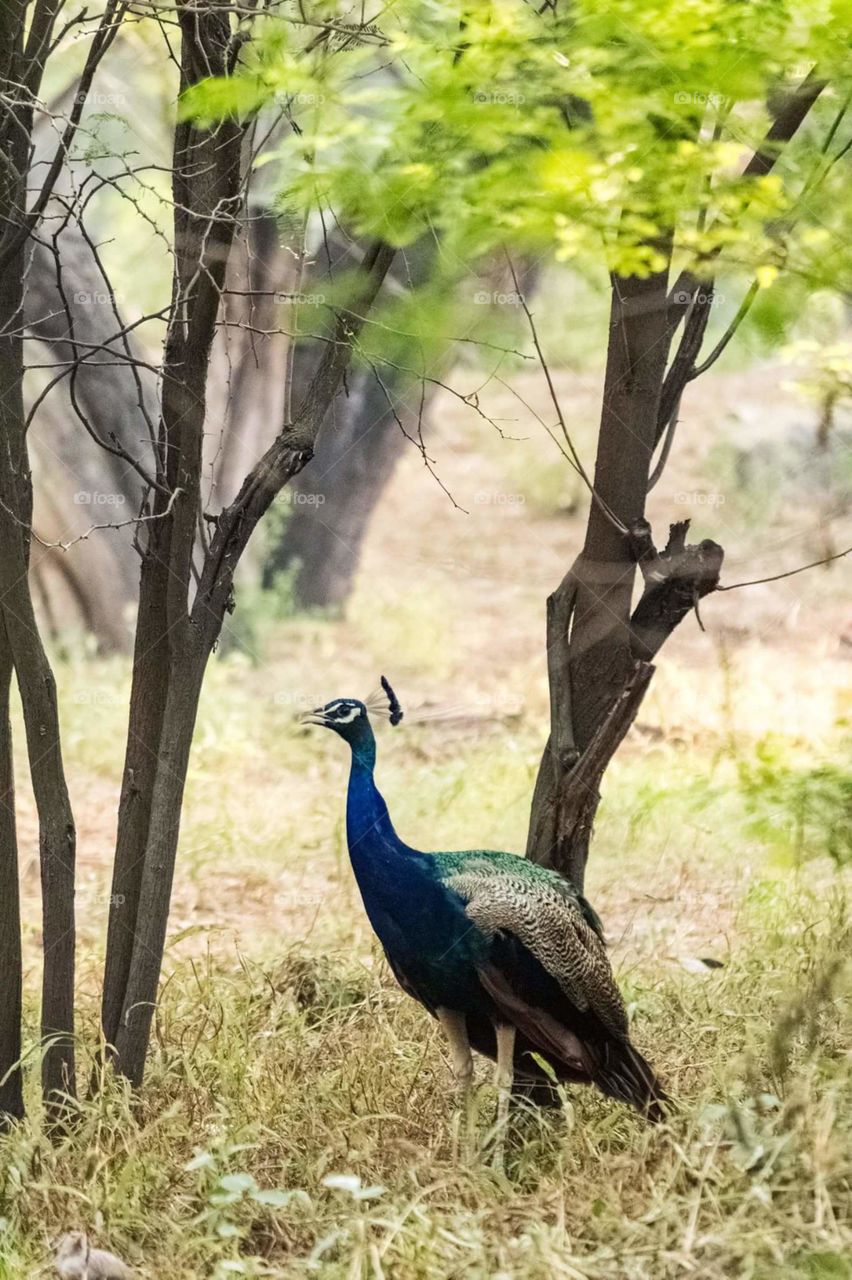 nature lovers group photos peacock love nature kerala forest
