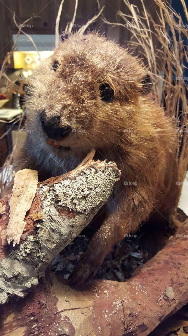Beaver on display.