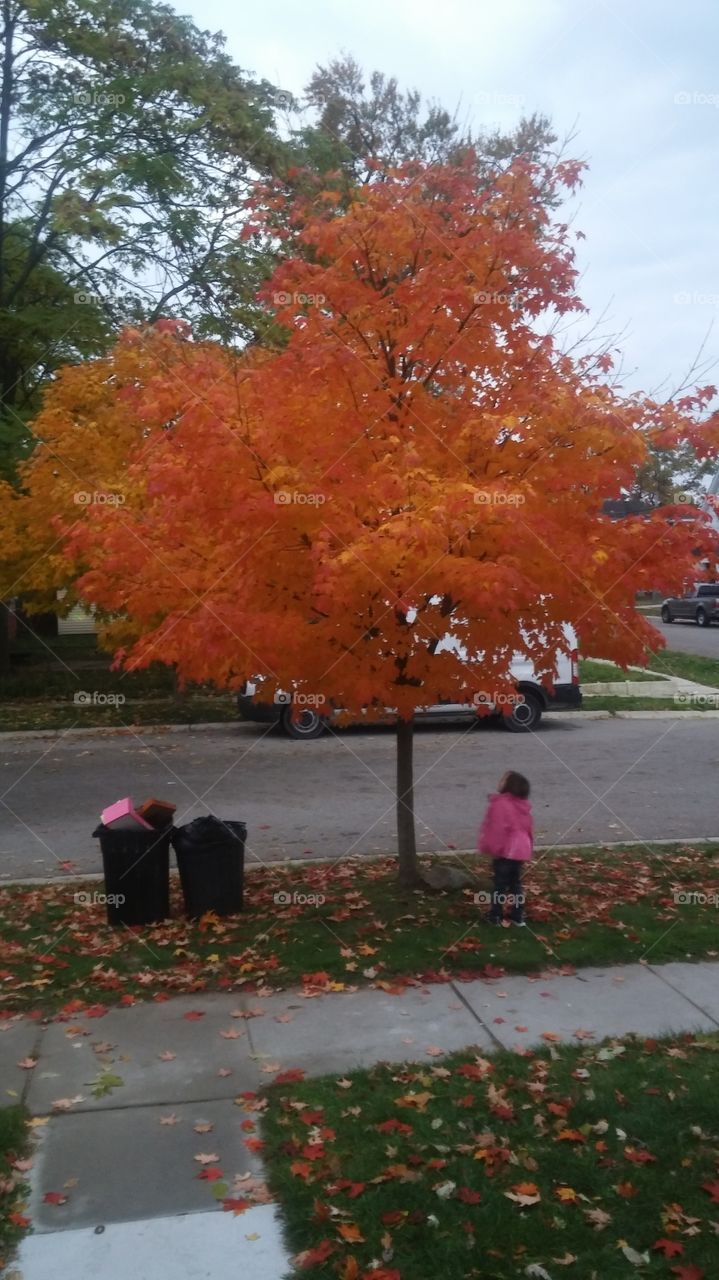Fall, Leaf, Maple, Tree, Park