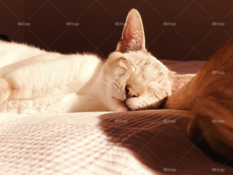 Sleeping white cat