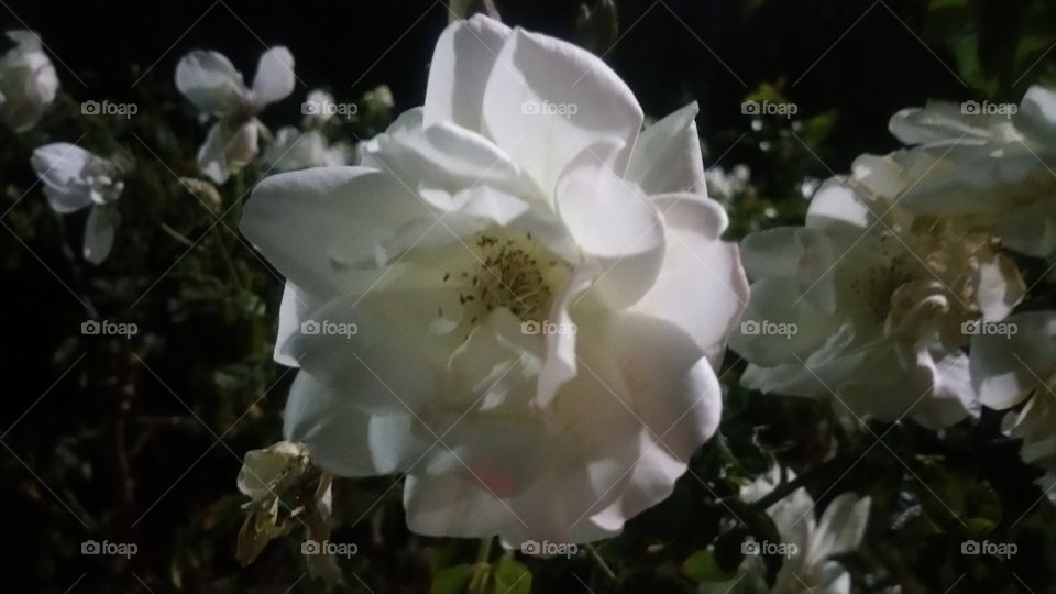 Flower, Nature, Flora, Rose, Garden