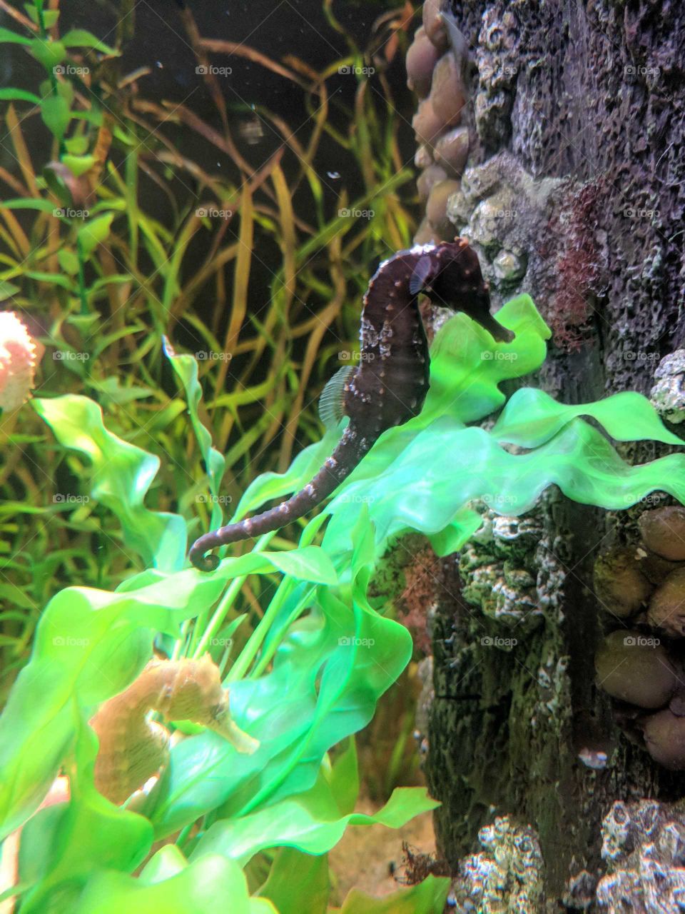 seahorses just horsing around