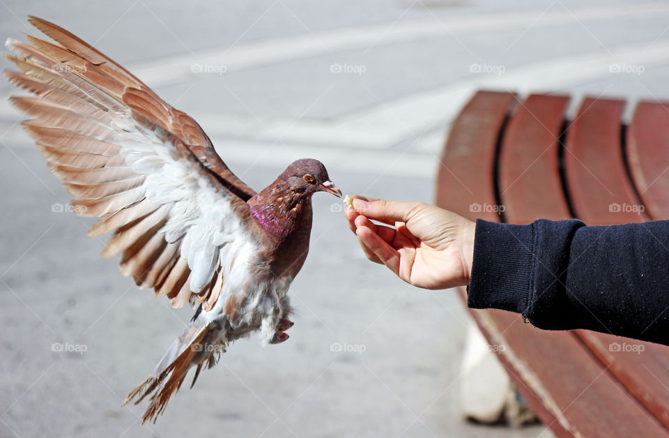 Flight to the food