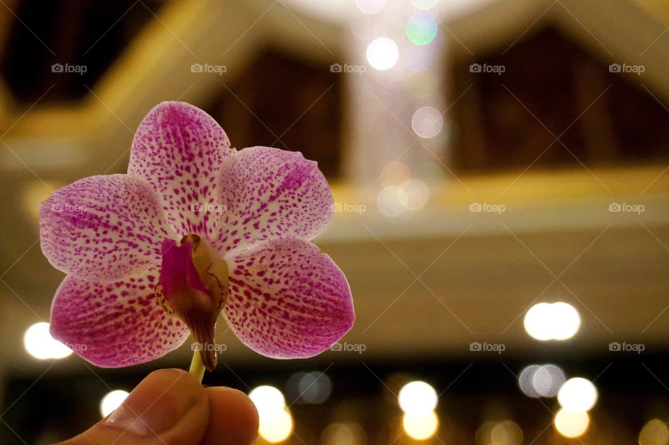 Pink orchid with light