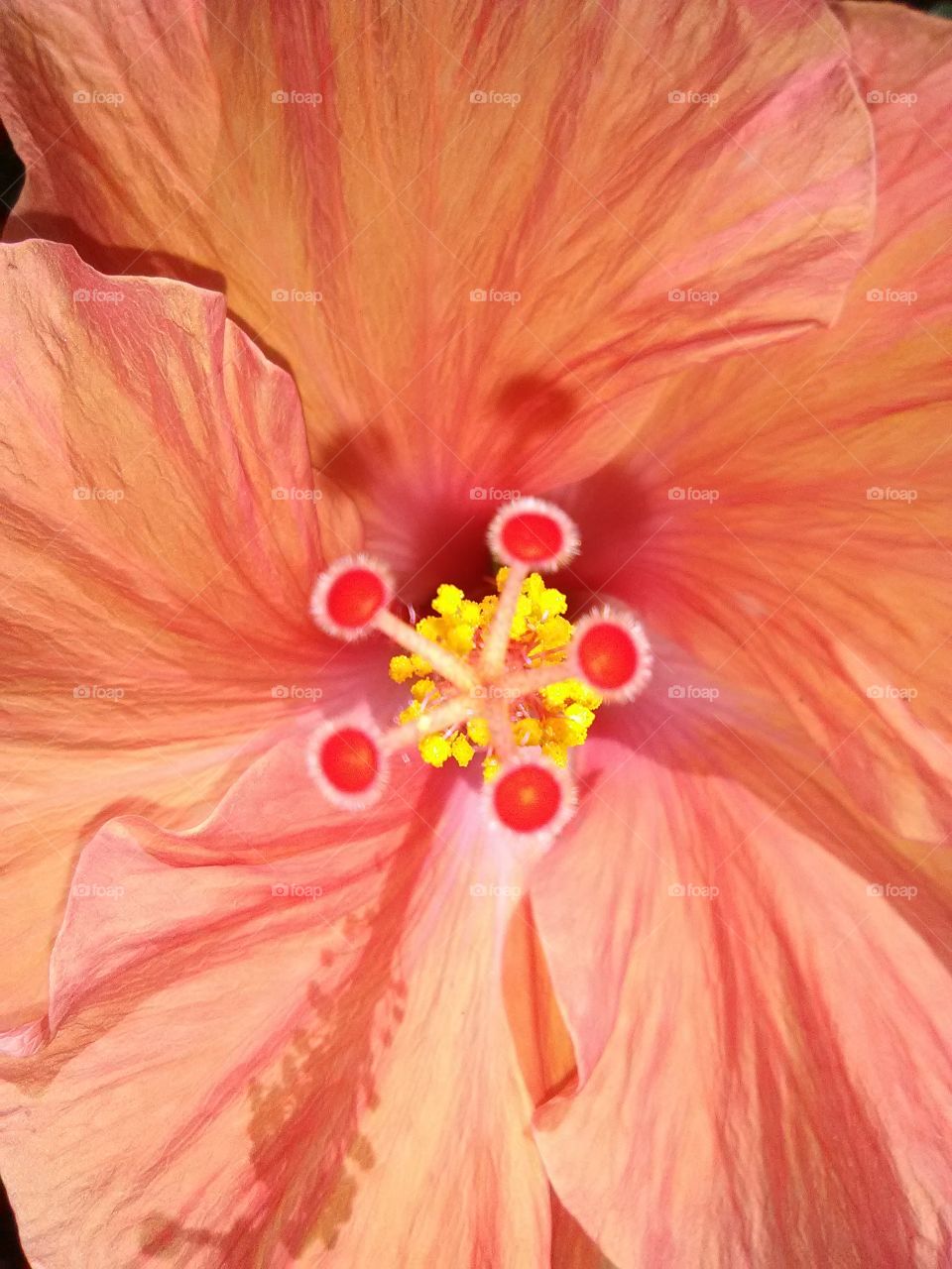 hibiscus with shadow