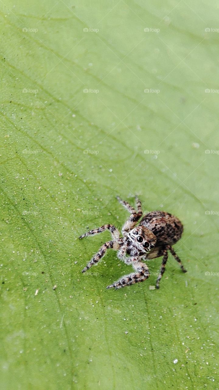 Tiny spider