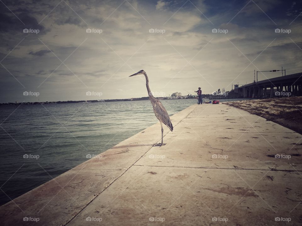 Gray heron fishing on Florida pier under bridge 