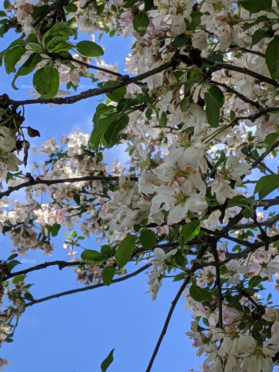 tree in bloom against a blue sky