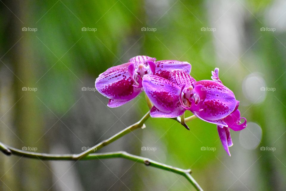 Bright pink and purple orchid