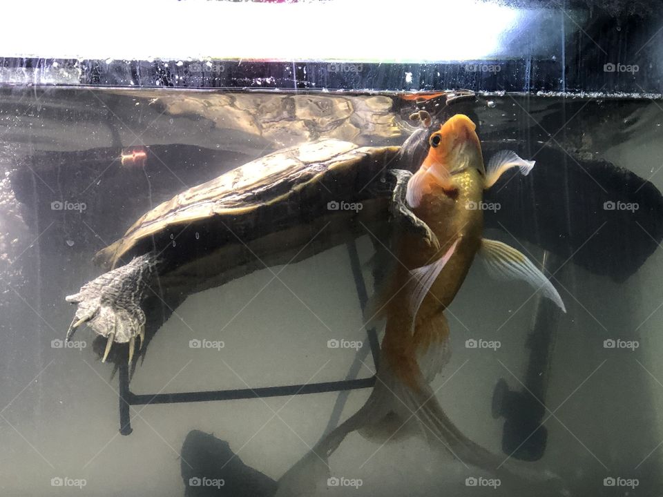 Fish and turtle closely eating pellets together