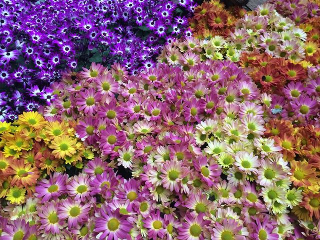 Colorful Flowers