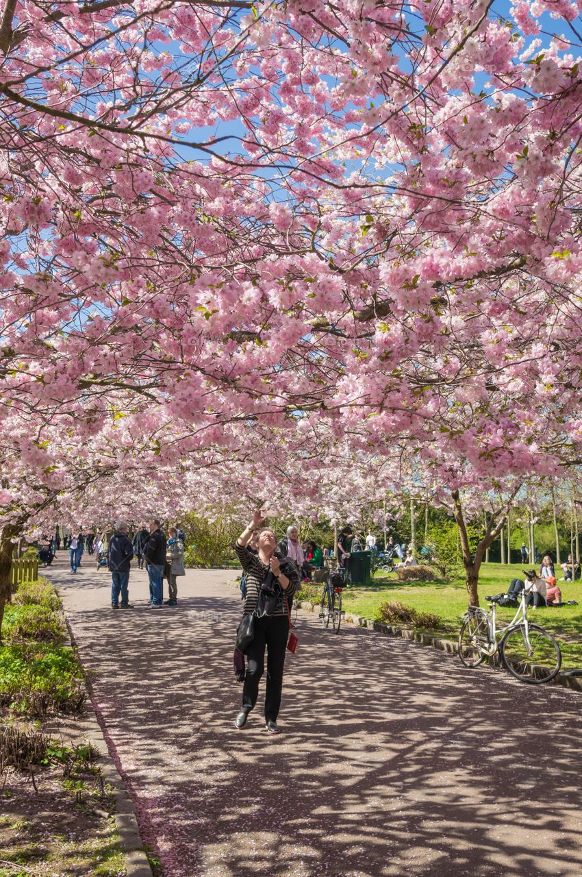 Pink park