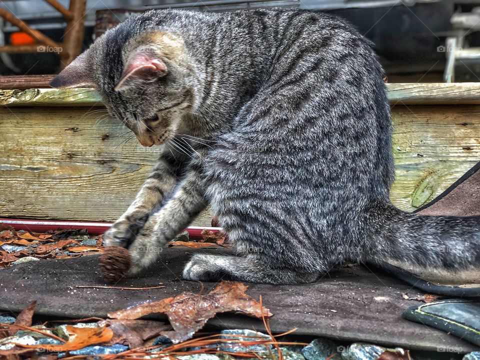 Playful Baby