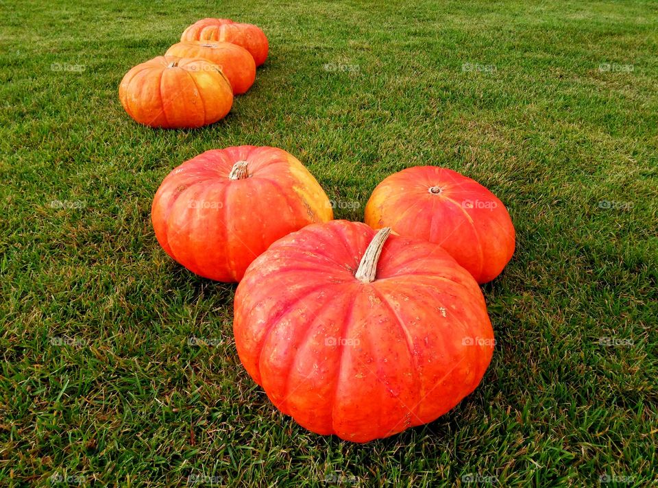 Garden, Fall, Pasture, Leaf, Grass