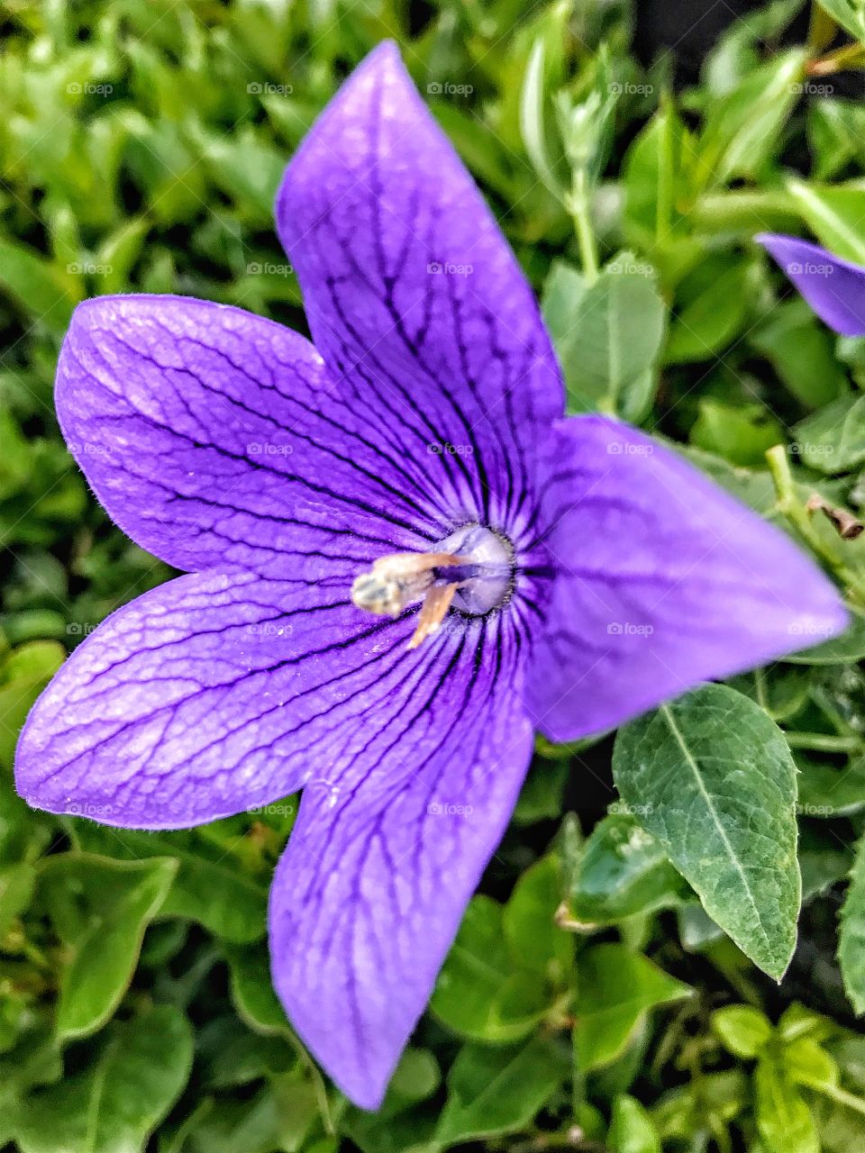 Campanula