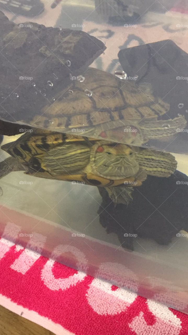 Koopa the res turtle