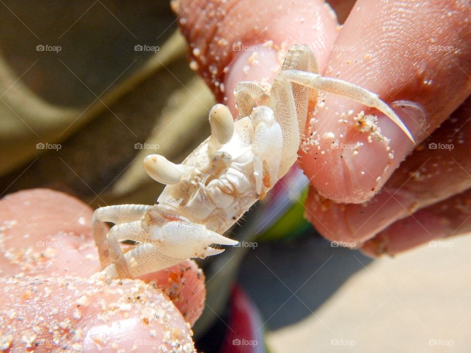 baby crab in macro world
