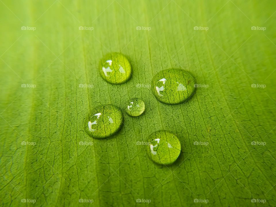 water drops on green leaf macro close up. Natural background with copy space
