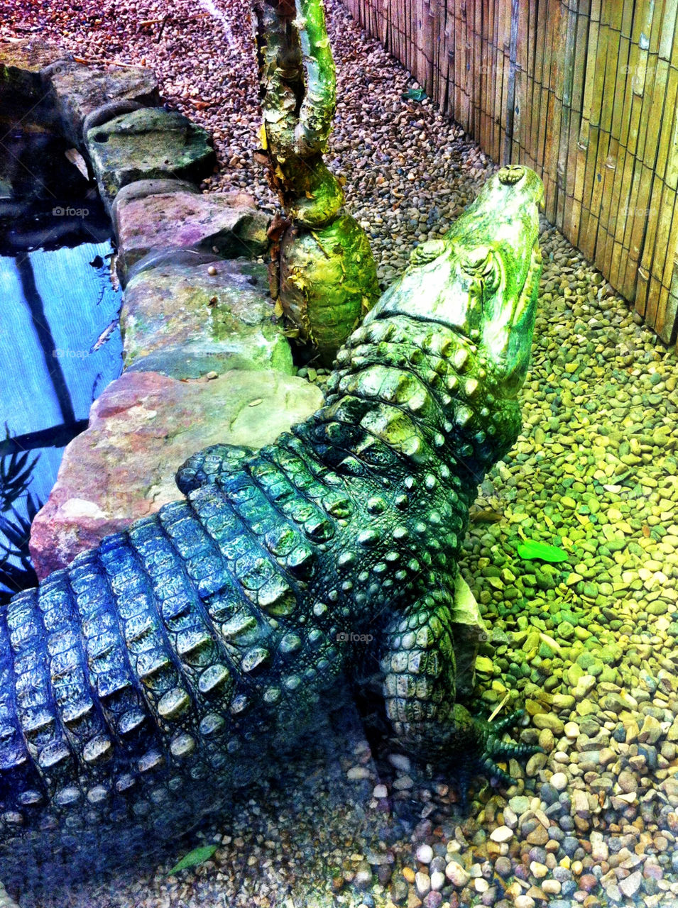 green park zoo reptile by binkyboo