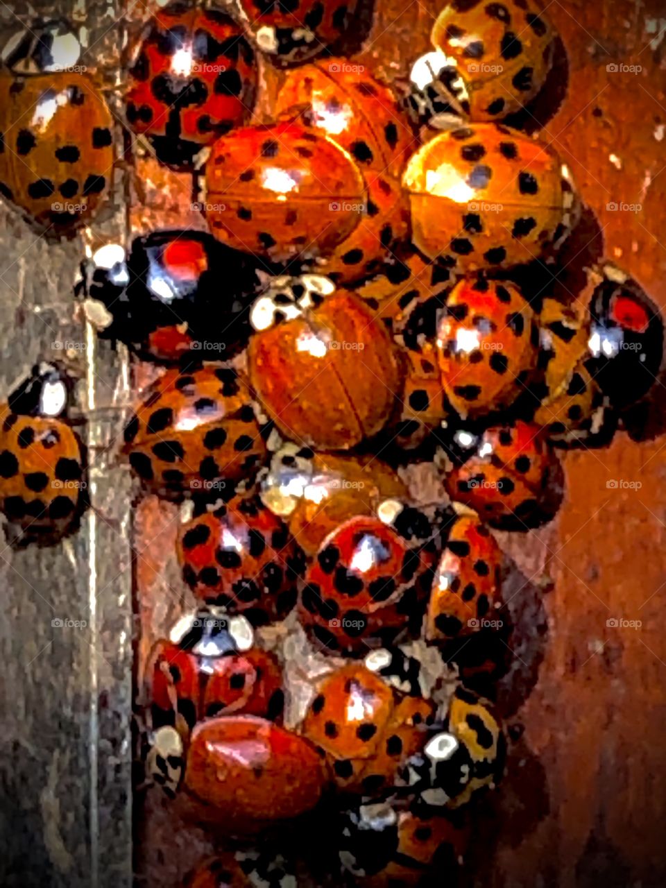 ladybugs - Gathering in the greenhouse and everyone is unique - just like us humans
