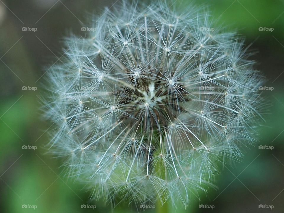 Dandelion