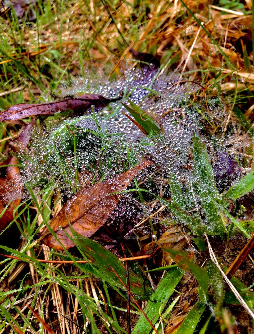 Ground level spiderweb captures dew drops in the morning 