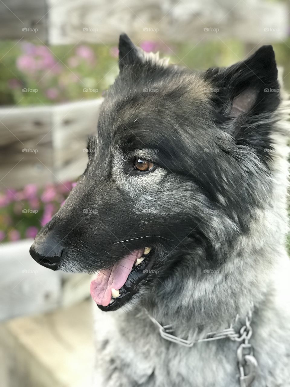 Balto, the happy puppy