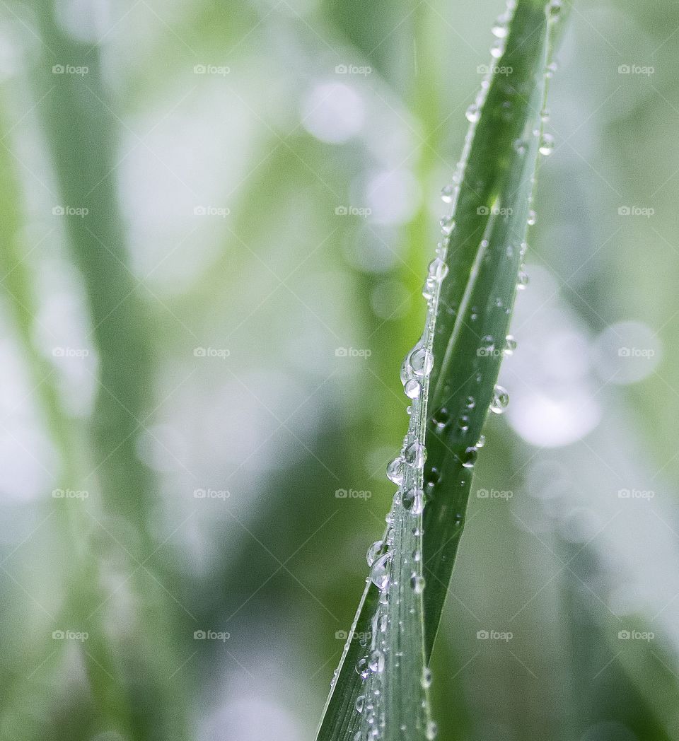 Blade of grass with dew