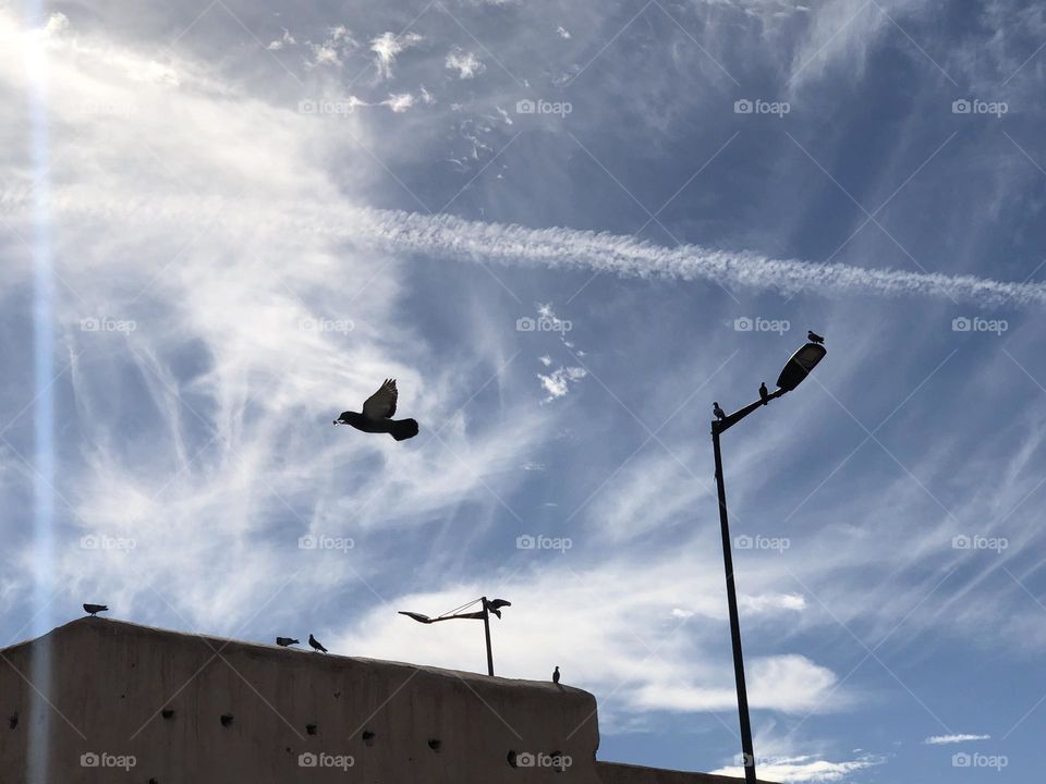 Beautiful pigeon flying in the sky 