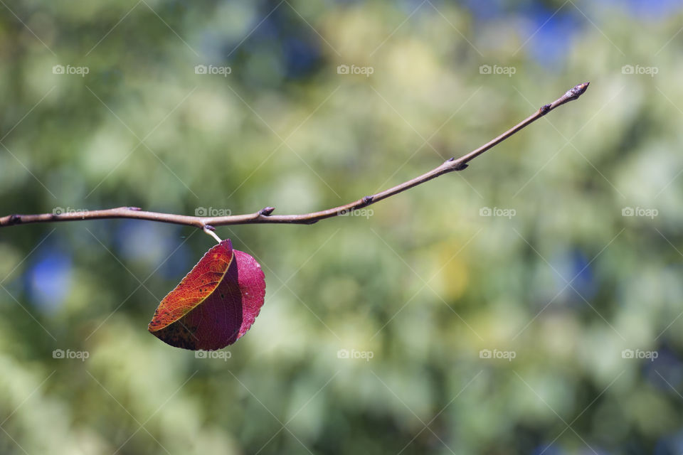 Autumn red leaf on the branch