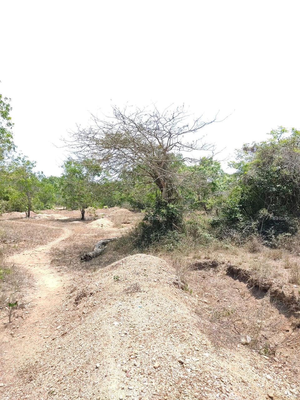 parellal path